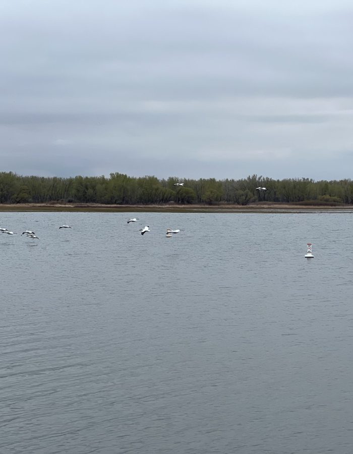 Cherry Creek Birds 1