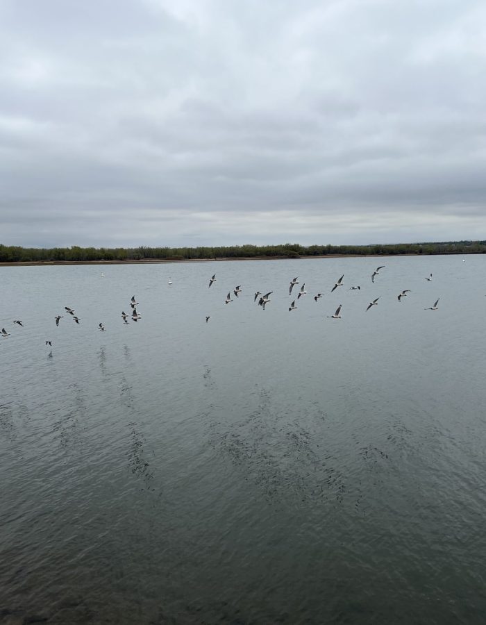 Cherry Creek birds #2 (1)